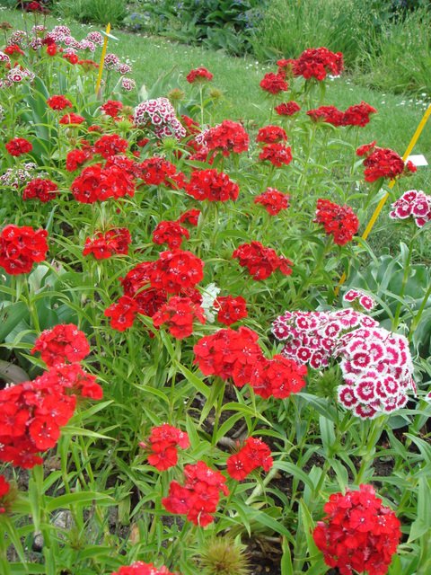 Dianthus barbatus 'Messager melange'
